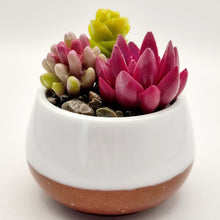 Load image into Gallery viewer, Succulent Mini Pots & Mini Gardens