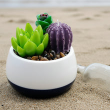 Load image into Gallery viewer, Succulent Mini Pots & Mini Gardens