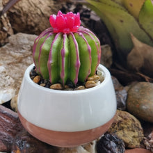 Load image into Gallery viewer, Succulent Mini Pots & Mini Gardens