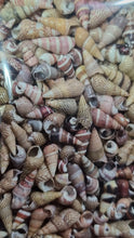 Load image into Gallery viewer, Mixed Packet of 250 Spiral Cone Seashells Ideal For Resin Art or Multi Crafts