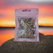 Load image into Gallery viewer, Mixed Packet of 250 Spiral Cone Seashells Ideal For Resin Art or Multi Crafts