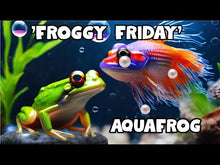 Load and play video in Gallery viewer, An Aquarium 'Froggy Friday' Frog