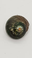 Load image into Gallery viewer, Pack of 5 x Polished Jade Green Turbo Shells