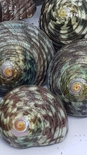 Load image into Gallery viewer, Pack of 5 x Polished Jade Green Turbo Shells