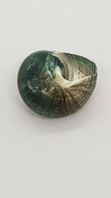 Load image into Gallery viewer, Pack of 5 x Polished Jade Green Turbo Shells
