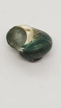 Load image into Gallery viewer, Pack of 5 x Polished Jade Green Turbo Shells
