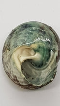 Load image into Gallery viewer, Pack of 5 x Polished Jade Green Turbo Shells
