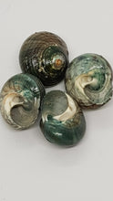 Load image into Gallery viewer, Pack of 5 x Polished Jade Green Turbo Shells
